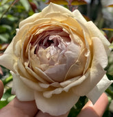 Robe Doll Rose